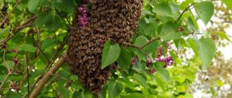 роение пчел на пасеке