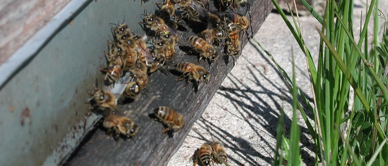 нозематоз пчел