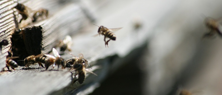 Первый весенний очистительный облёт пчёл