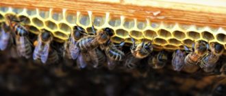 подкормка пчел весной