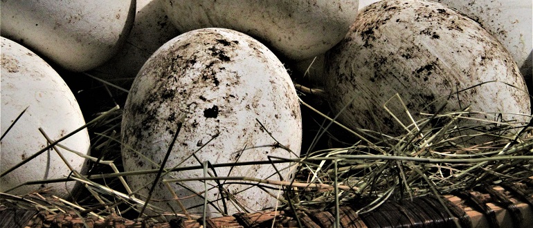 Сколько яиц несут гуси за год