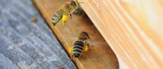 Белковая подкормка для пчел весной