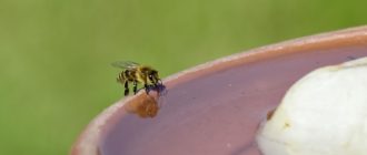 Вода для пчел