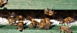 Что делают пчелы зимой
