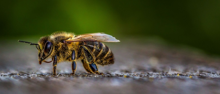 Зрение пчел