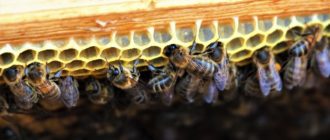 Развитие пчел