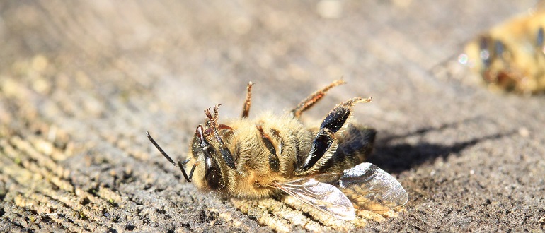 Все причины гибели пчел зимой
