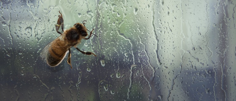 Лучший способ избавиться от укуса пчелы