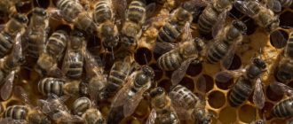 О составе пчелиной семьи и породах пчел