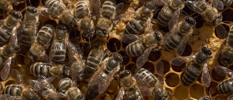О составе пчелиной семьи и породах пчел