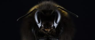 Пчелиный яд – эффективное средство от морщин