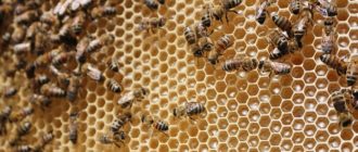 Больные пчелы питаются более здоровой пищей