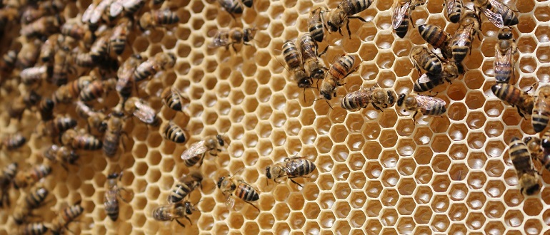 Больные пчелы питаются более здоровой пищей