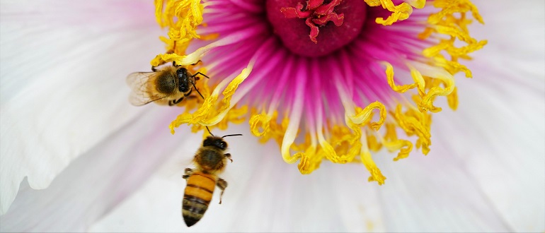 Что дает пчелам их пристрастие к сладкому