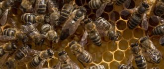 Как маточное молочко помогает личинкам медоносных пчел стать маткой