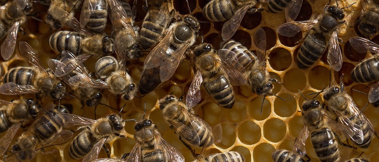 Как маточное молочко помогает личинкам медоносных пчел стать маткой