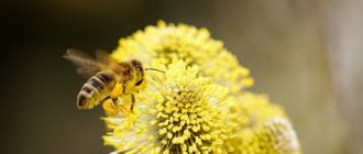 Пчелы могут определять различные цветы по запаху