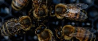Ученые обнаружили у пчел 27 новых вирусов