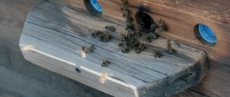 Как выбрать оквэд пчеловодство